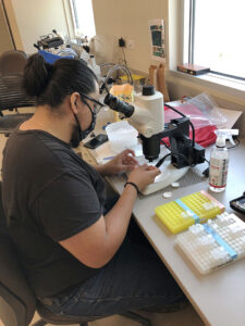 TSTC Biology students flourish in Texas A&M Citrus Center experiences Biology student Sammy Huerta 225x300 - TSTC Biology students flourish in Texas A&M Citrus Center experiences
